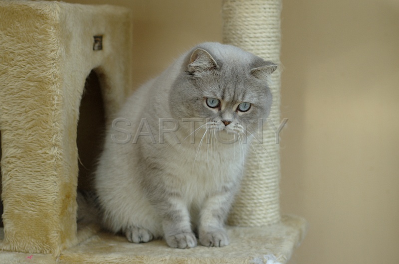 BRITISH SHORTHAIR 019.jpg